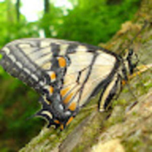 Meet your Posher, E. shriner